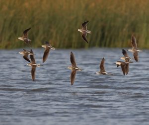 Marsh Sandpiper, 泽鹬, Tringa stagnatilis-gallery-14