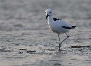 Crab Plover, 蟹鸻, Dromas ardeola-gallery-20