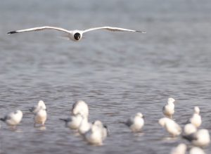 Pallas’s Gull, 渔鸥, Ichthyaetus ichthyaetus-gallery-26