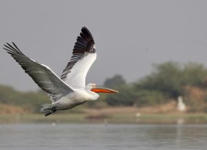 Dalmatian Pelican, 卷羽鹈鹕, Pelecanus crispus-gallery-28
