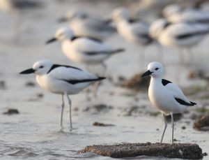 Crab Plover, 蟹鸻, Dromas ardeola-gallery-29