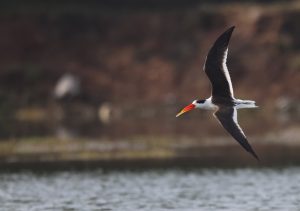 Indian Skimmer, 剪嘴鸥, Rynchops albicollis-gallery-30
