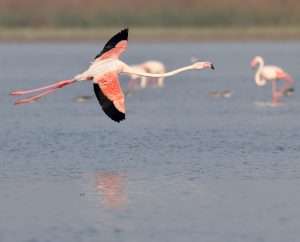 Greater Flamingo, 大红鹳, Phoenicopterus roseus-gallery-31