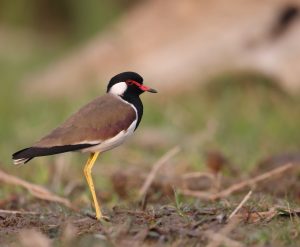 Red-wattled Lapwing, 肉垂麦鸡, Vanellus indicus-gallery-25