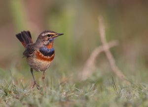 Bluethroat, 蓝喉歌鸲, Luscinia svecica-gallery-84