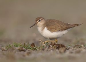 Common Sandpiper, 矶鹬, Actitis hypoleucos-gallery-83