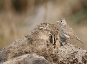 Sand Lark, 恒河沙百灵, Alaudala raytal-gallery-82