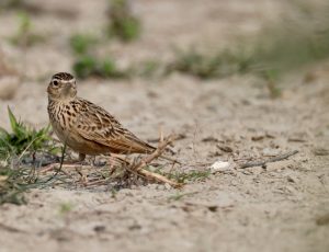 Bengal Bush Lark, 棕翅歌百灵, Mirafra assamica-gallery-81