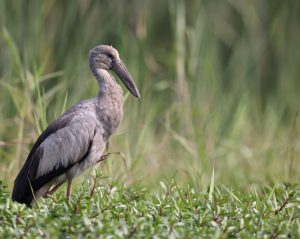 Asian Openbill, 钳嘴鹳, Anastomus oscitans-gallery-80