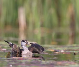 Cotton Pygmy Goose, 棉凫, Nettapus coromandelianus-gallery-79