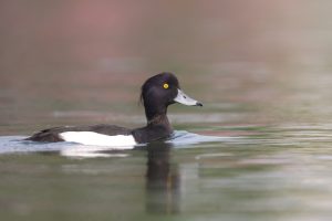 Tufted Duck, 凤头潜鸭, Aythya fuligula-gallery-78