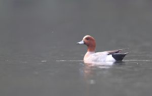 Eurasian Wigeon, 赤颈鸭, Mareca penelope-gallery-76