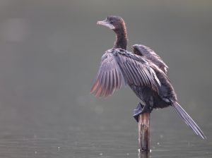 Little Cormorant, 黑颈鸬鹚, Microcarbo niger-gallery-75