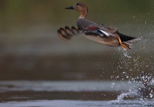 Gadwall, 赤膀鸭, Mareca strepera-gallery-85