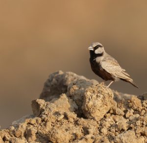 Ashy-crowned Sparrow Lark, 灰顶雀百灵, Eremopterix griseus-gallery-74