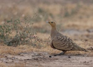 Chestnut-bellied Sandgrouse, 栗腹沙鸡, Pterocles exustus-gallery-72