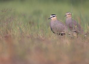 Sociable Lapwing, 黄颊麦鸡, Vanellus gregarius-gallery-71