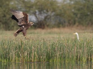 Eastern Marsh Harrier, 白腹鹞, Circus spilonotus-gallery-69