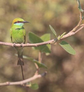 Asian Green Bee-eater, 绿喉蜂虎, Merops orientalis-gallery-70