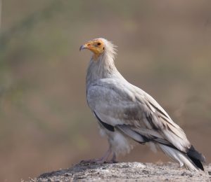Egyptian Vulture, 白兀鹫, Neophron percnopterus-gallery-68