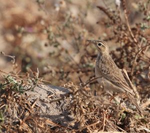 Blyth’s Pipit, 布氏鹨, Anthus godlewskii-gallery-67