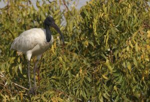Black-headed Ibis, 黑头白鹮, Threskiornis melanocephalus-gallery-66