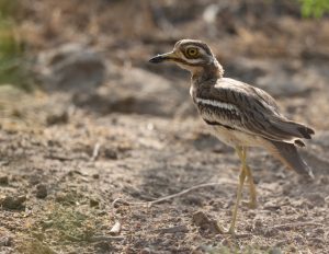 Indian Stone Curlew, 印度石鸻, Burhinus indicus-gallery-65