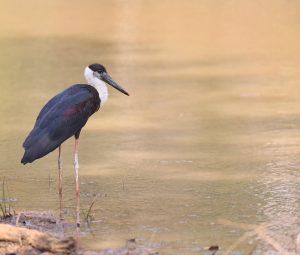 Woolly-necked Stork, 白颈鹳, Ciconia episcopus-gallery-64