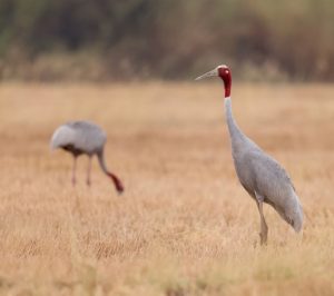 Sarus Crane, 赤颈鹤, Antigone antigone-gallery-63