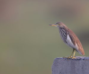 Indian Pond Heron, 印度池鹭, Ardeola grayii-gallery-62