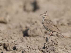 Crested Lark, 凤头百灵, Galerida cristata-gallery-60