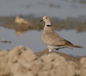 Eurasian Collared Dove, 灰斑鸠, Streptopelia decaocto-gallery-61