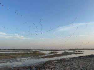 Demoiselle Crane, 蓑羽鹤, Grus virgo-gallery-59
