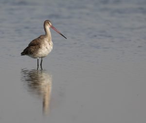 Black-tailed Godwit, 黑尾塍鹬, Limosa limosa-gallery-57