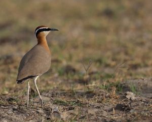 Indian Courser, 印度走鸻, Cursorius coromandelicus-gallery-58