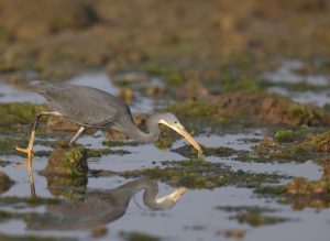 Western Reef Heron, 黄喉岩鹭, Egretta gularis-gallery-56