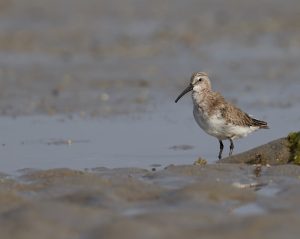 Curlew Sandpiper, 弯嘴滨鹬, Calidris ferruginea-gallery-55