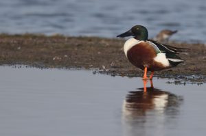 Northern Shoveler, 琵嘴鸭, Spatula clypeata-gallery-52