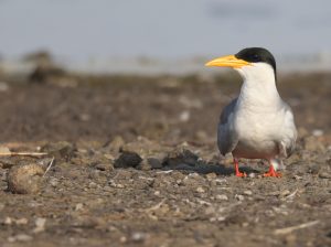 River Tern, 黄嘴河燕鸥, Sterna aurantia-gallery-51