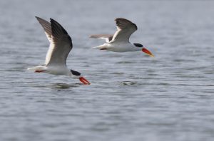 Indian Skimmer, 剪嘴鸥, Rynchops albicollis-gallery-86