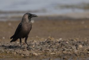 House Crow, 家鸦, Corvus splendens-gallery-50