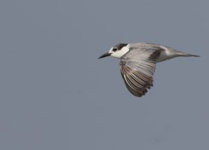 Whiskered Tern, 须浮鸥, Chlidonias hybrida-gallery-49