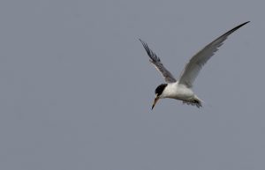 Saunder’s Tern, 桑氏白额燕鸥, Sternula saundersi-gallery-48