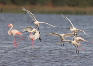 Eurasian Spoonbill, 白琵鹭, Platalea leucorodia-gallery-44
