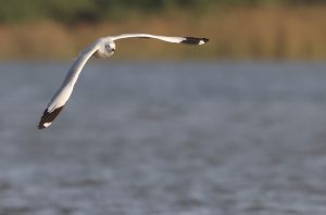 Brown-headed Gull, 棕头鸥, Chroicocephalus brunnicephalus-gallery-47