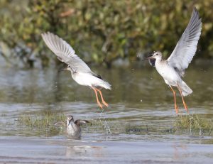 Common Redshank, 红脚鹬, Tringa totanu-gallery-45