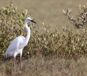 Intermediate Egret, 中白鹭, Ardea intermedia-gallery-43