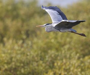 Grey Heron, 苍鹭, Ardea cinerea-gallery-42