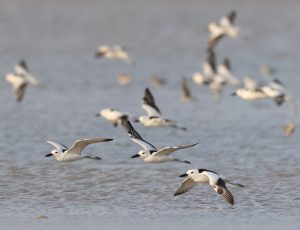Crab Plover, 蟹鸻, Dromas ardeola-gallery-41