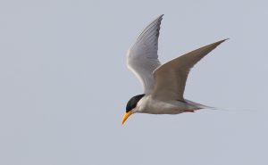 River Tern, 黄嘴河燕鸥, Sterna aurantia-gallery-46